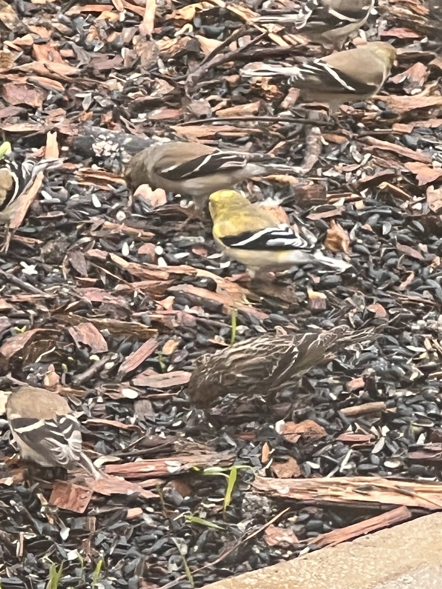 Pine Siskin - ML615821273