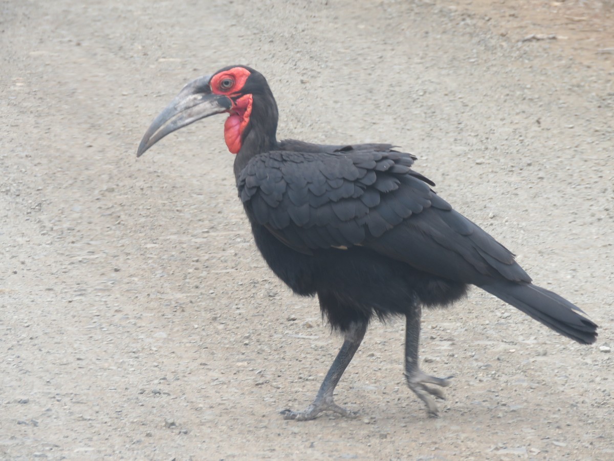 Southern Ground-Hornbill - ML615821312