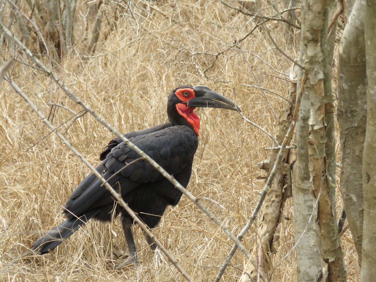 Southern Ground-Hornbill - ML615821313