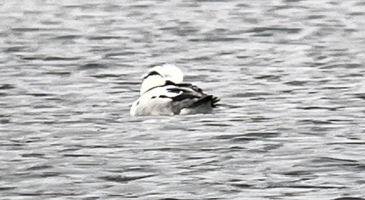 Smew - Michael Preston