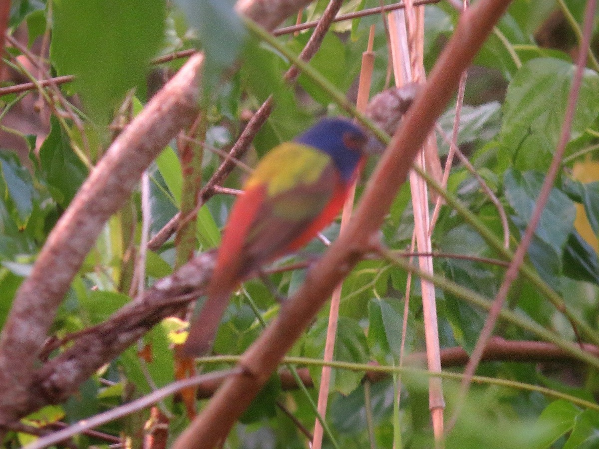 Painted Bunting - ML615821335