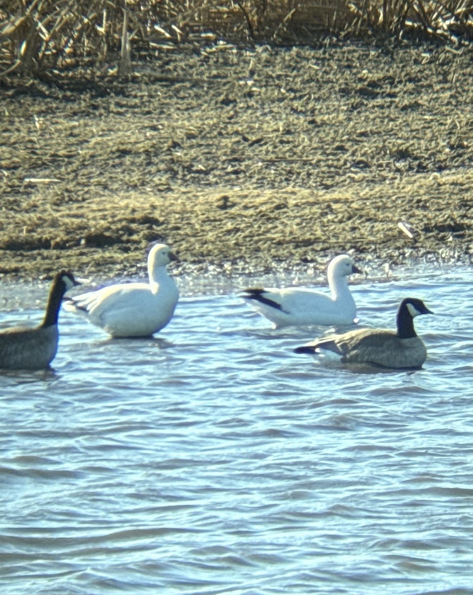 Ross's Goose - ML615821353