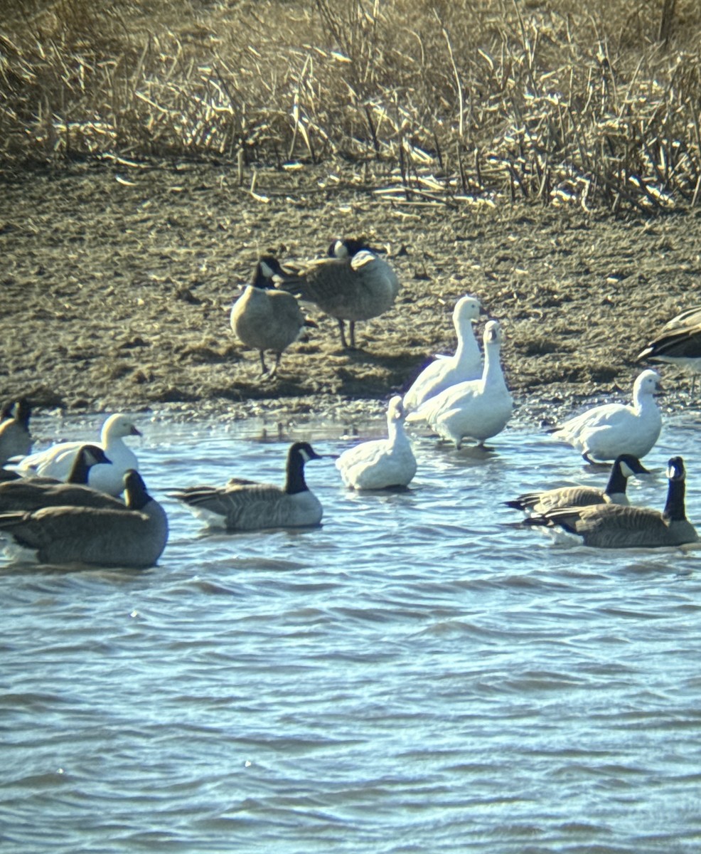 Ross's Goose - ML615821355