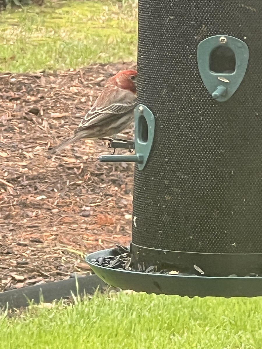 House Finch - ML615821383