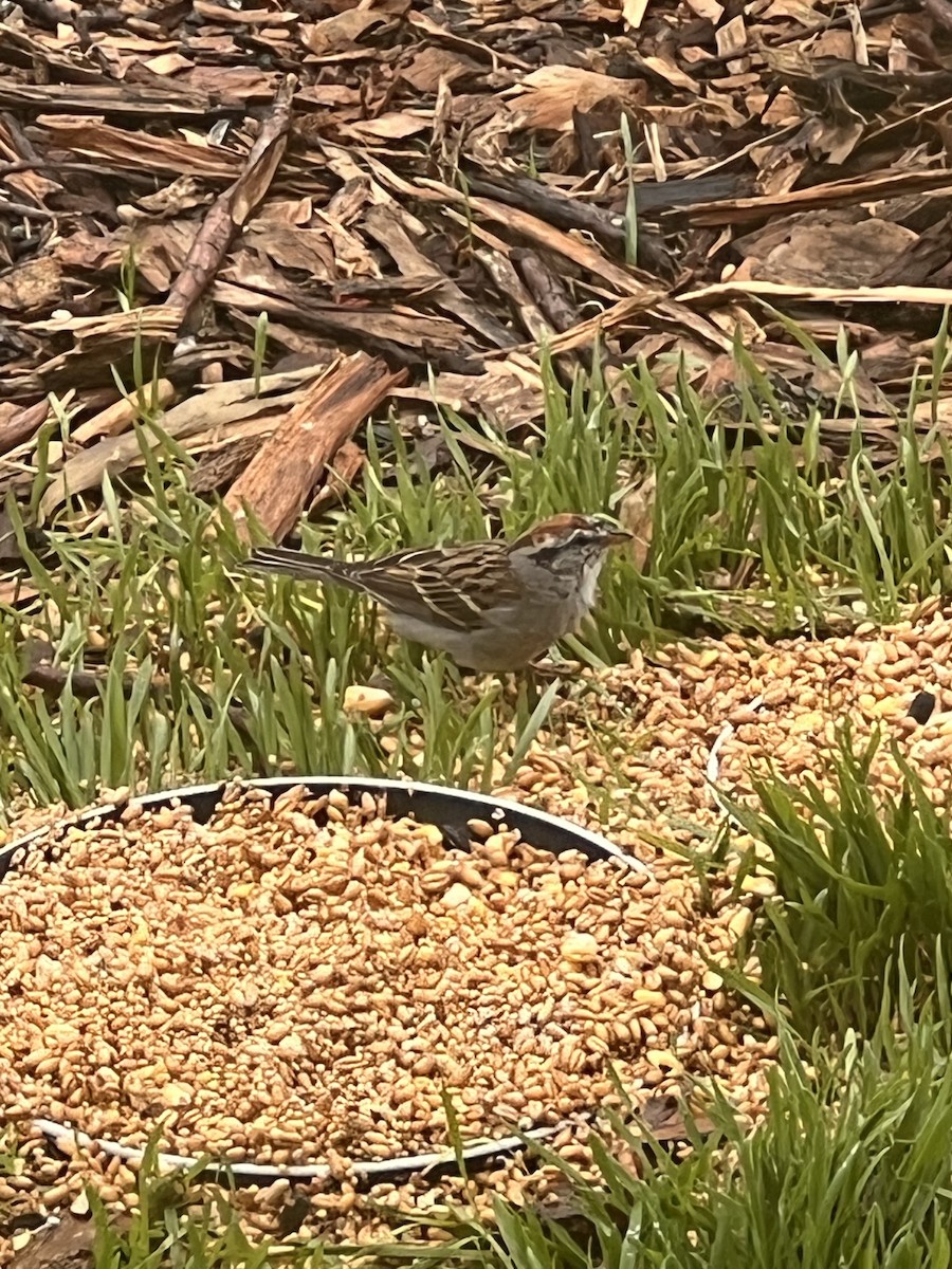 Chipping Sparrow - ML615821393