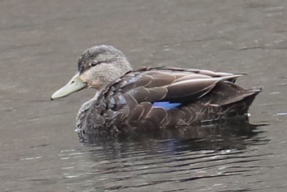 American Black Duck - michael vedder