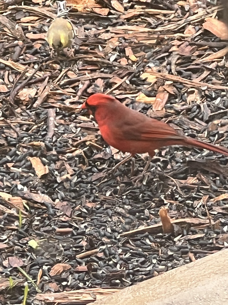 Northern Cardinal - ML615821457