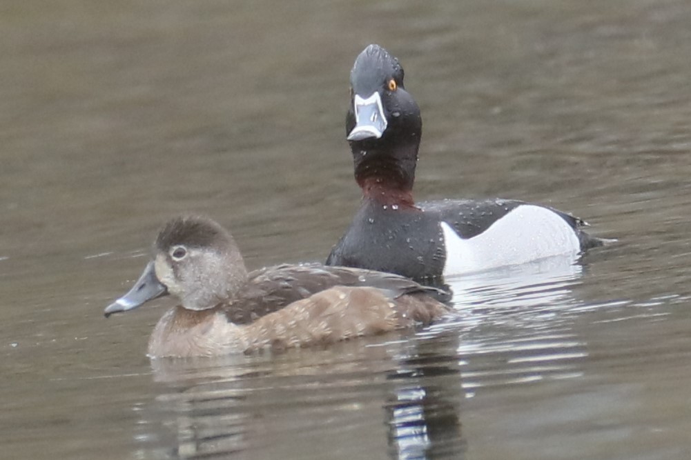 Ring-necked Duck - ML615821511