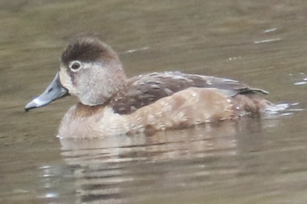 Ring-necked Duck - ML615821516