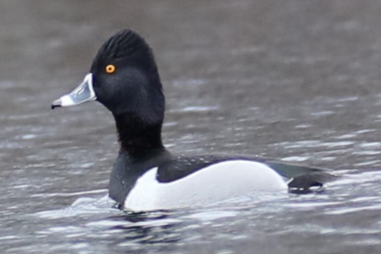 Ring-necked Duck - ML615821519