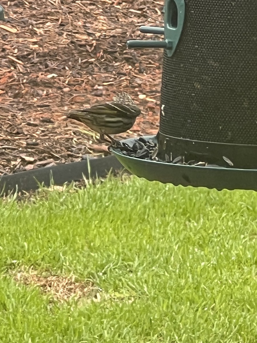 Pine Siskin - ML615821550