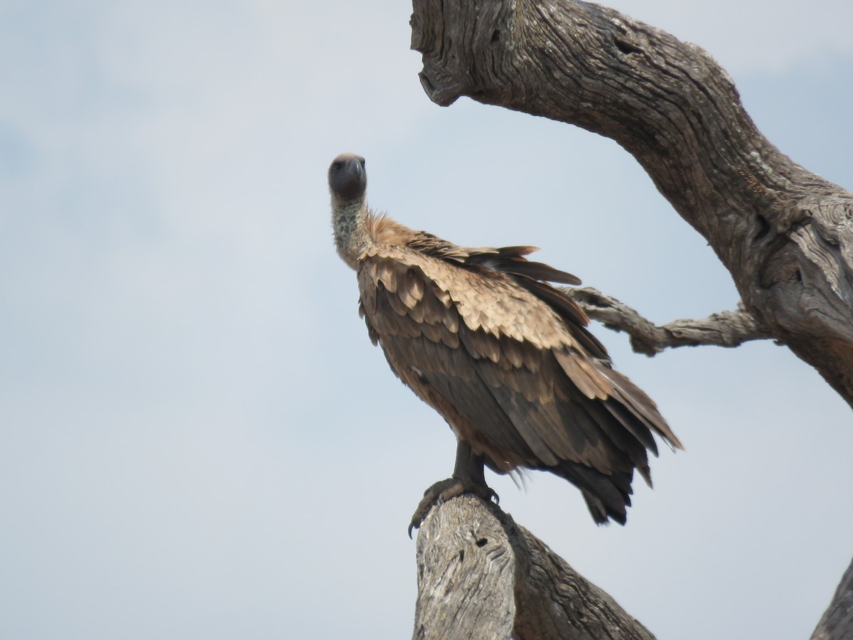 White-backed Vulture - ML615821563