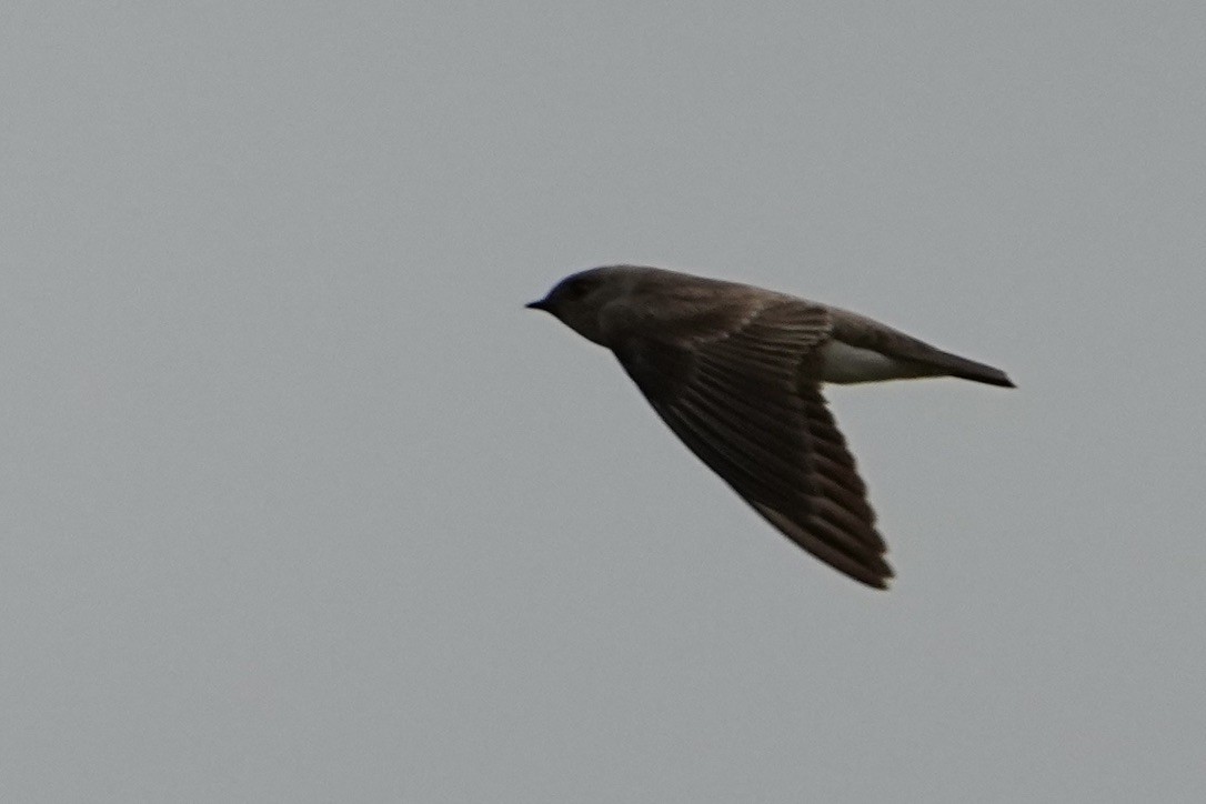 Northern Rough-winged Swallow - ML615821580