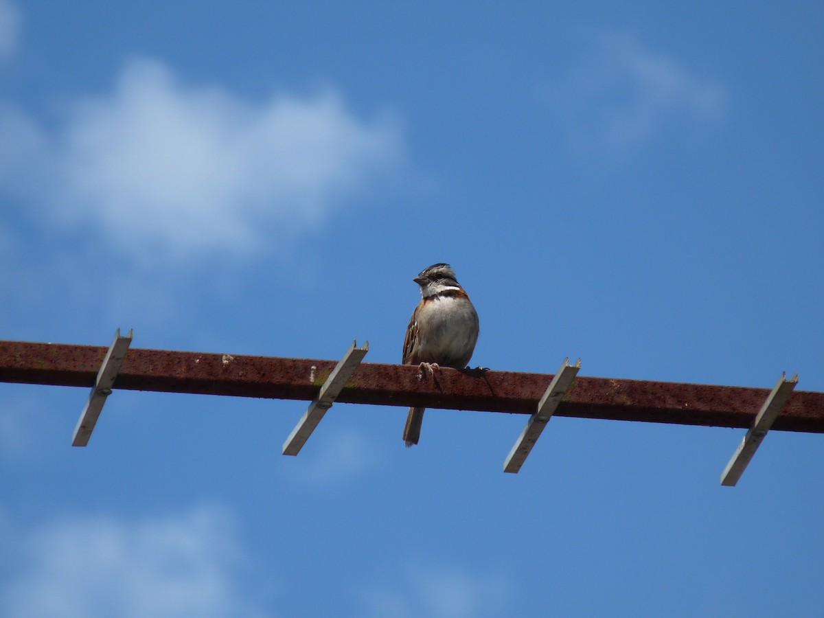 Rufous-collared Sparrow - ML61582161