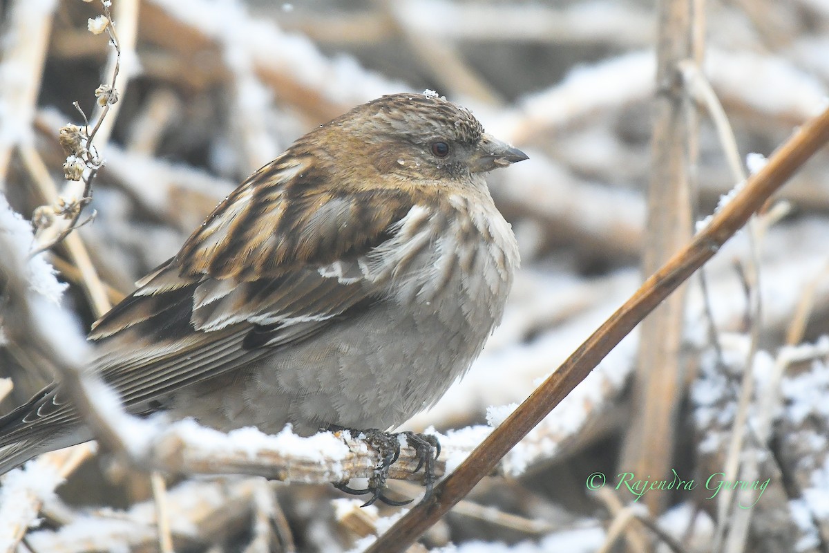 Plain Mountain Finch - ML615821622