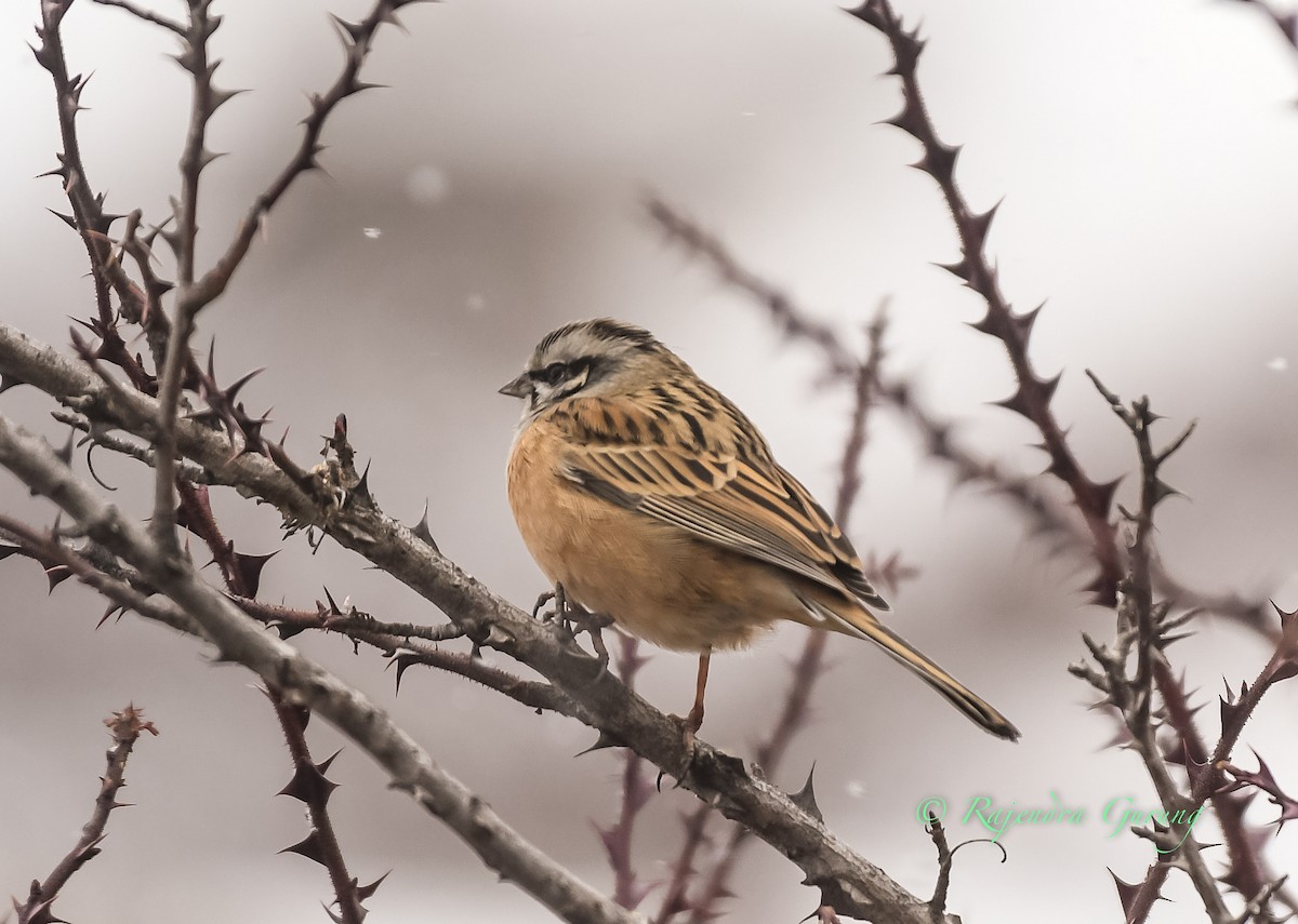 Rock Bunting - ML615821637