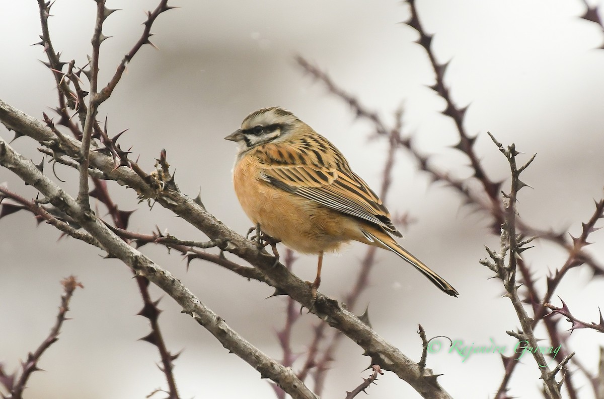 Rock Bunting - ML615821638