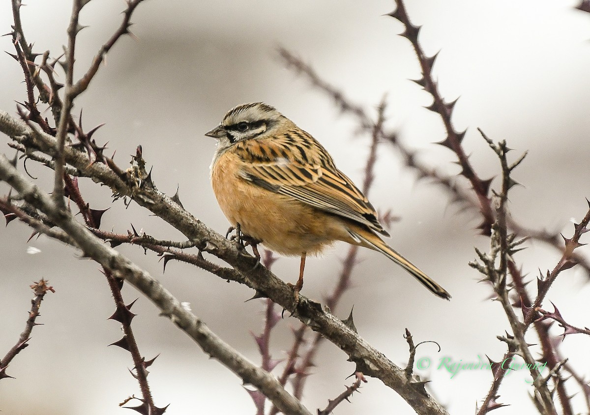 Rock Bunting - ML615821639