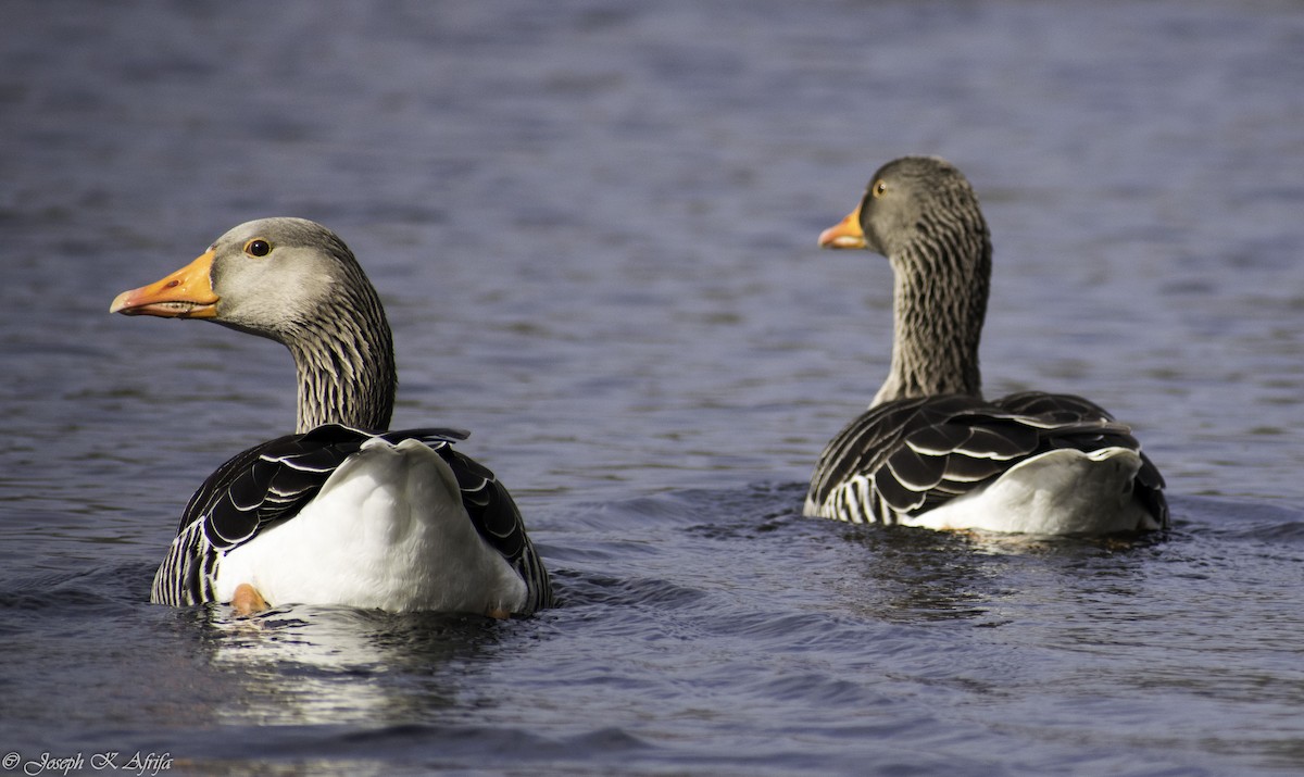 husa velká - ML615821645