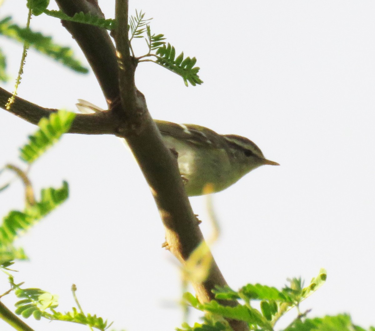 Yellow-browed Warbler - ML615821662