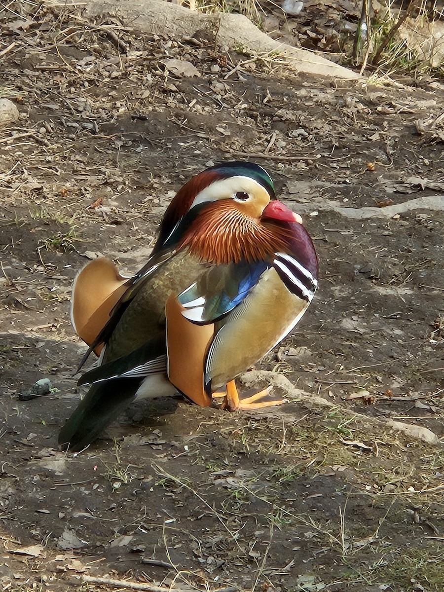 Mandarin Duck - ML615821682