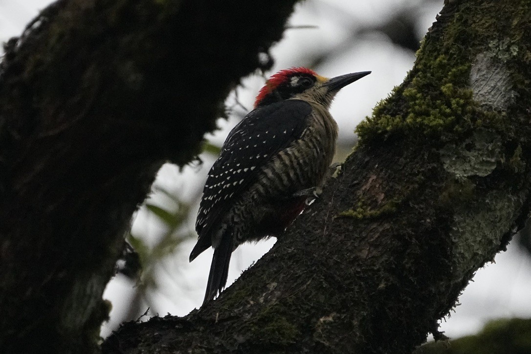 Black-cheeked Woodpecker - ML615821686