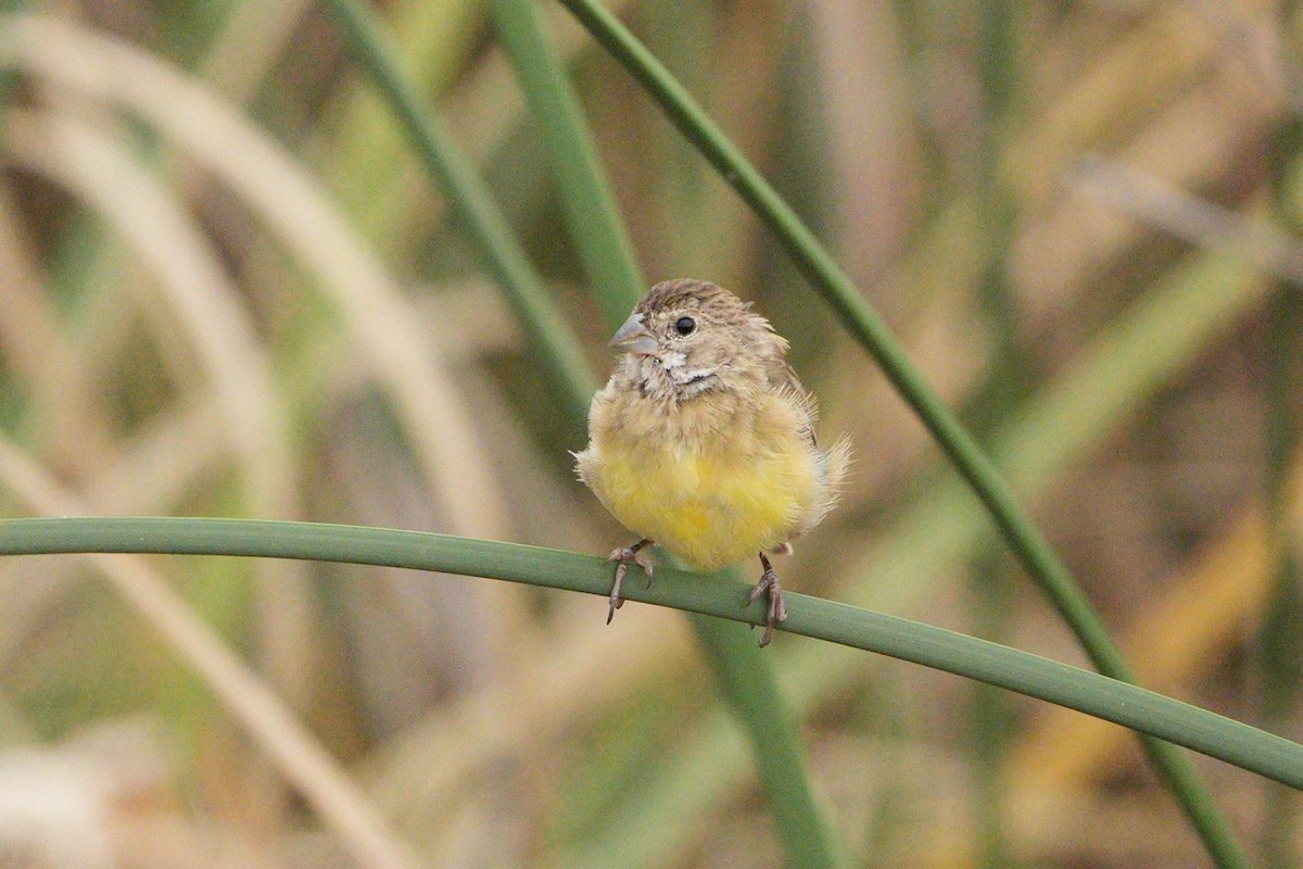 Grassland Yellow-Finch - ML615821692