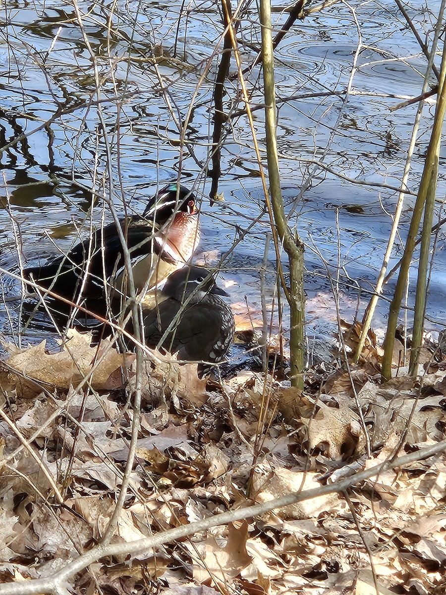 Wood Duck - ML615821705