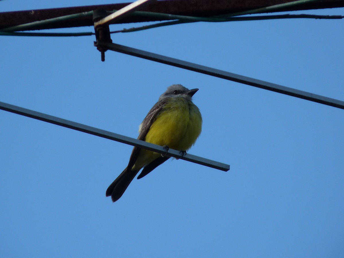 Tropical Kingbird - ML61582171