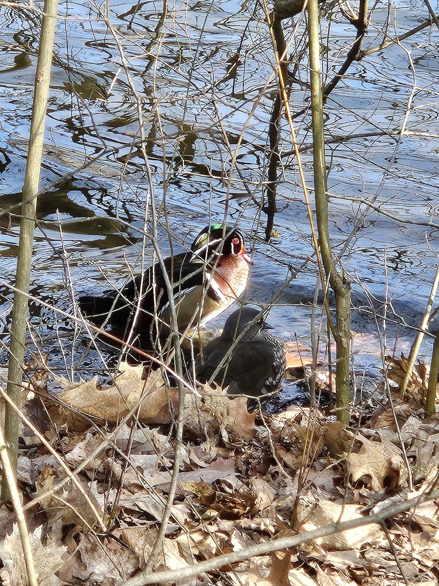 Wood Duck - ML615821712