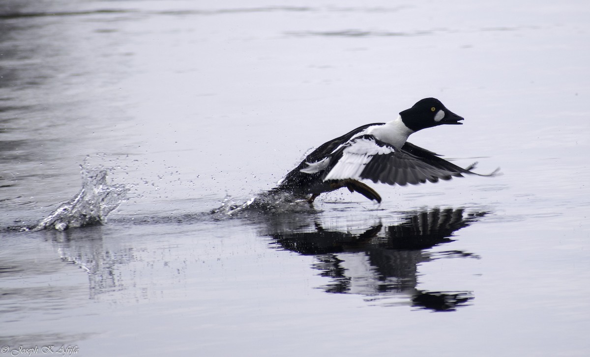 Common Goldeneye - ML615821715