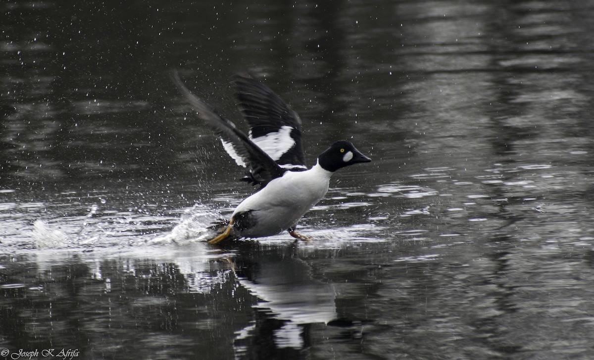 hohol severní - ML615821716