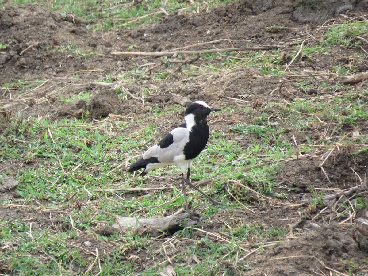 Blacksmith Lapwing - ML615821720