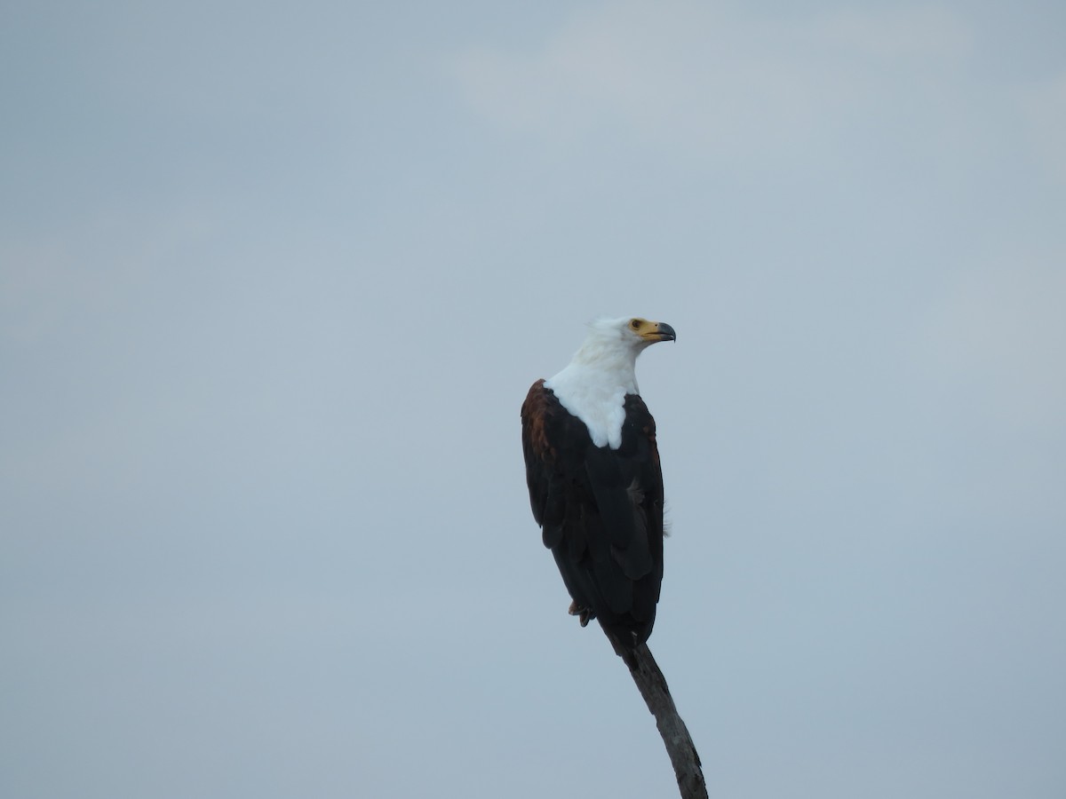 African Fish-Eagle - ML615821745