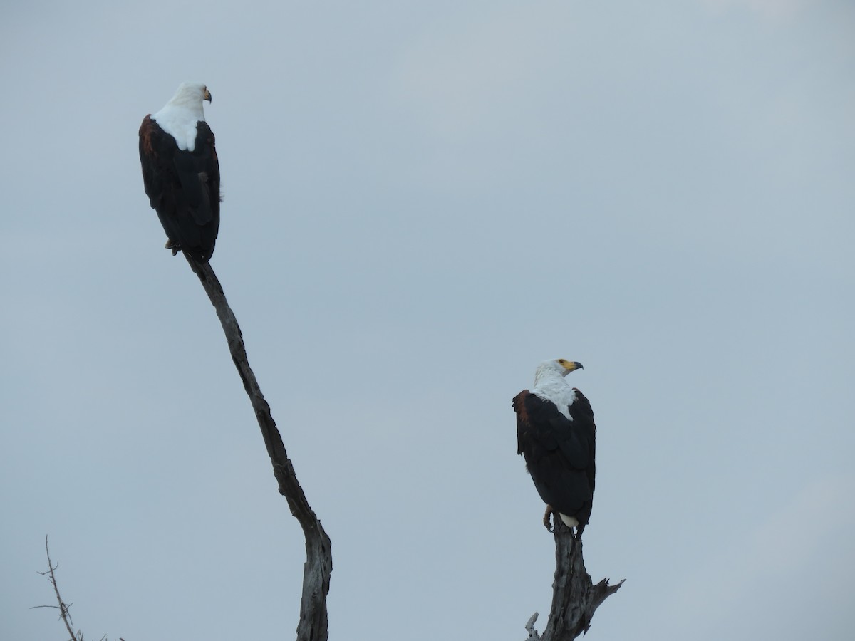 African Fish-Eagle - ML615821746