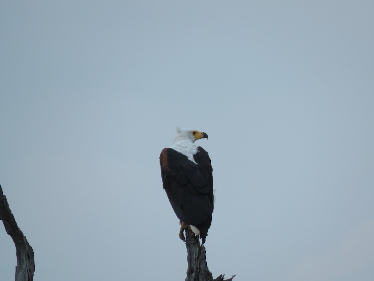 African Fish-Eagle - ML615821747