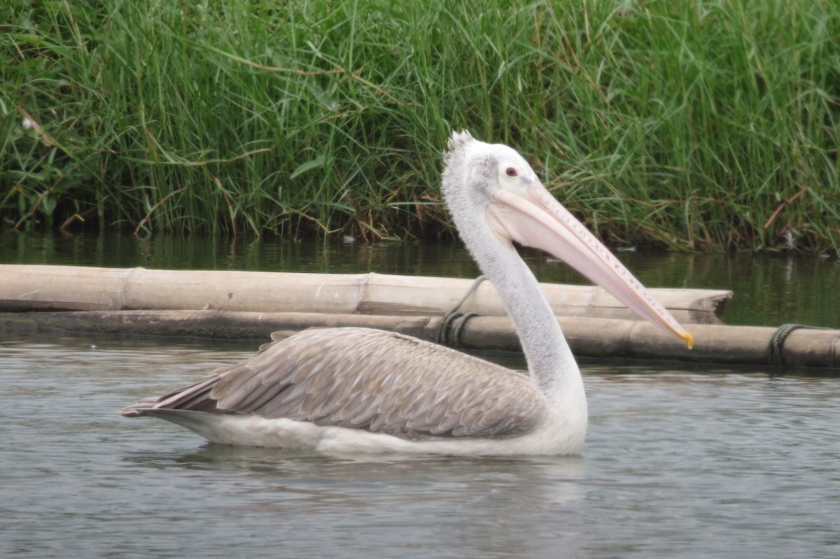 pelikán skvrnozobý - ML61582181