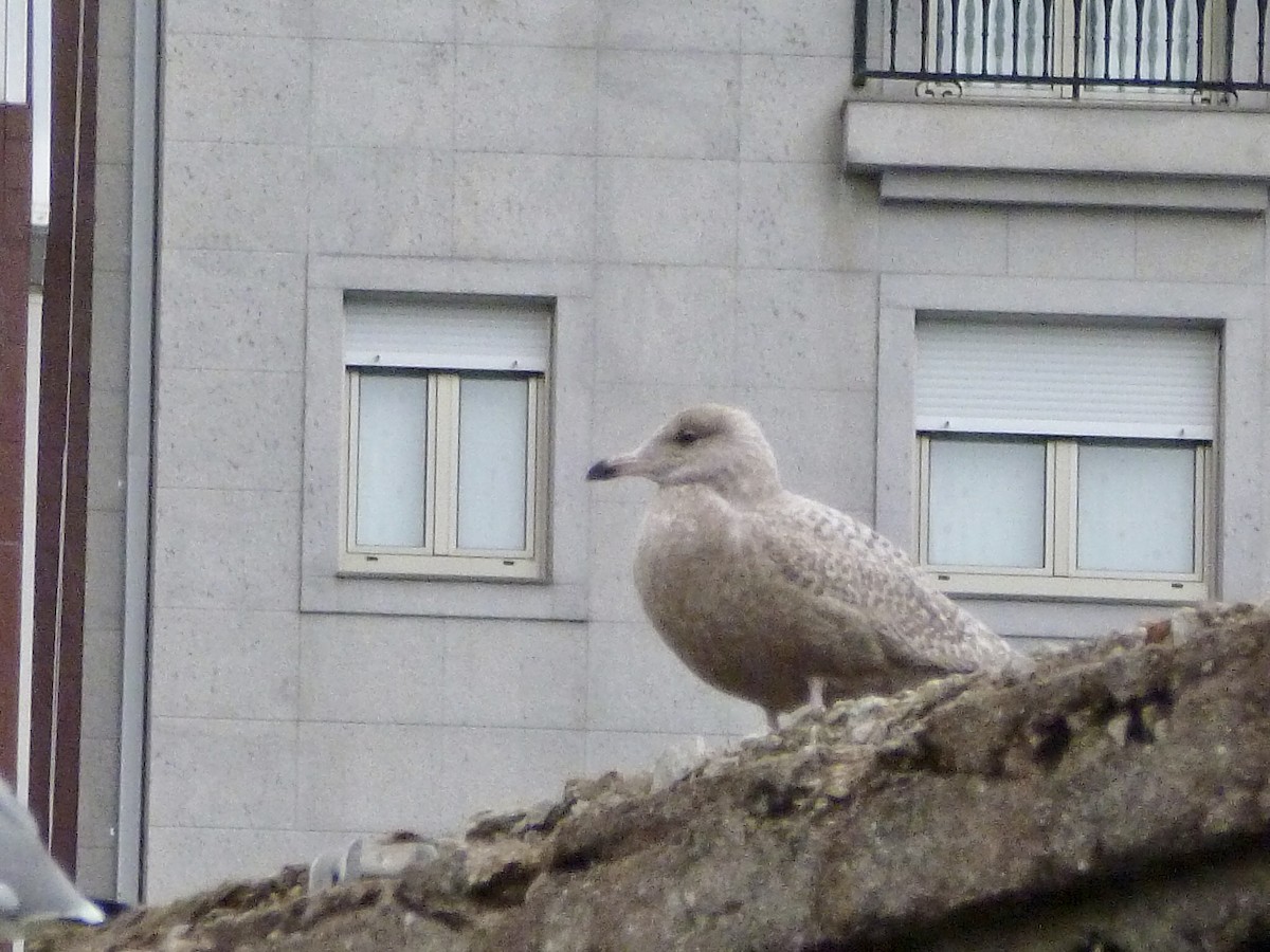 European Herring x Glaucous Gull (hybrid) - ML615821885