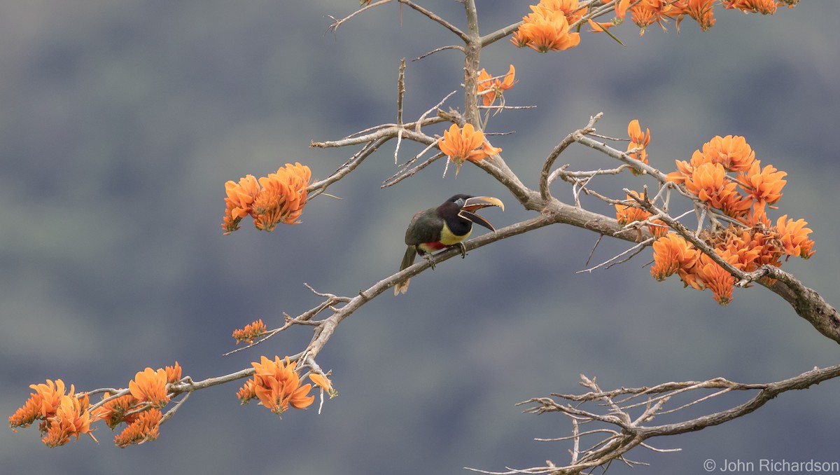 Chestnut-eared Aracari - ML615821897