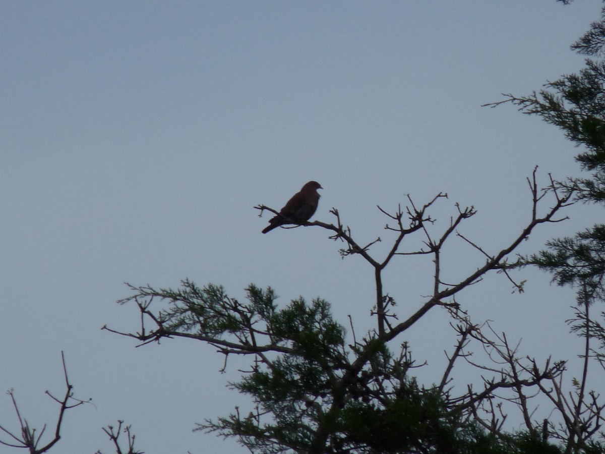 Red-billed Pigeon - ML61582191