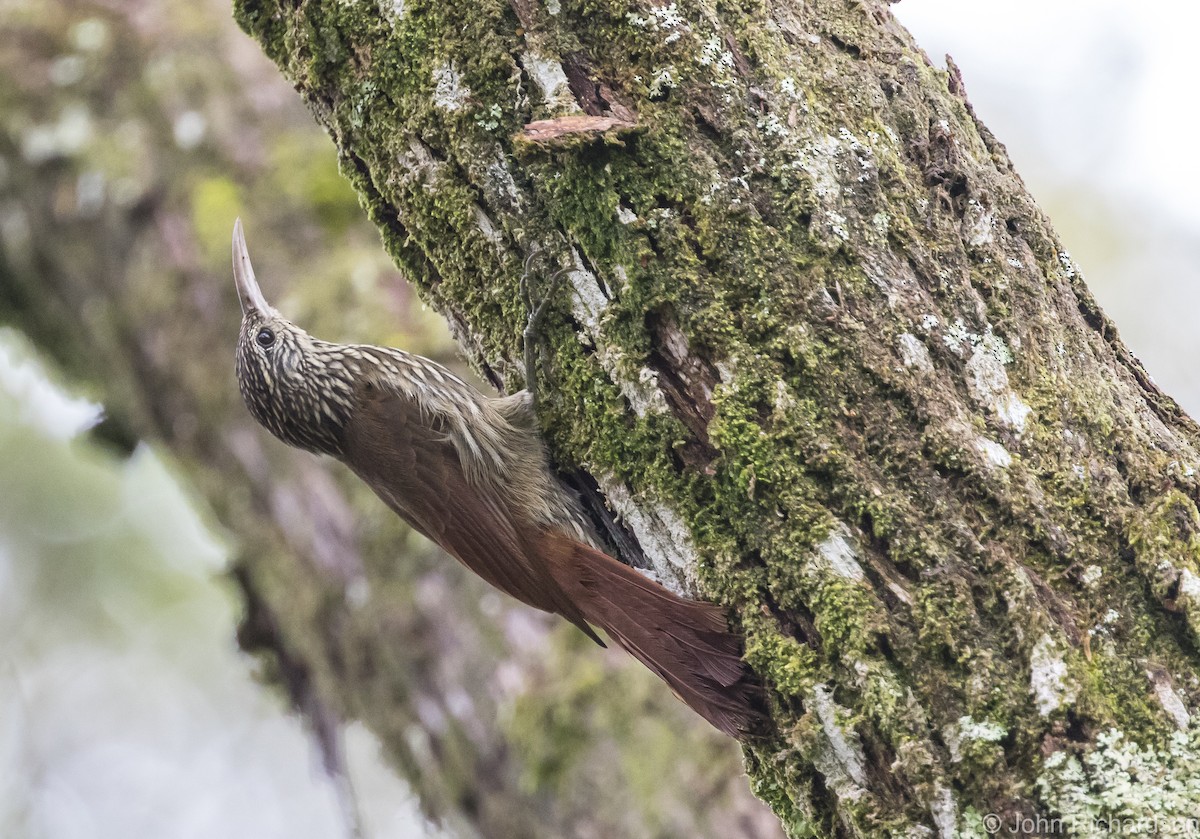 Streak-headed Woodcreeper - ML615821911