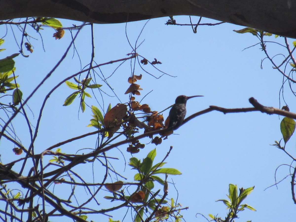 Grünbrust-Mangokolibri - ML615821920