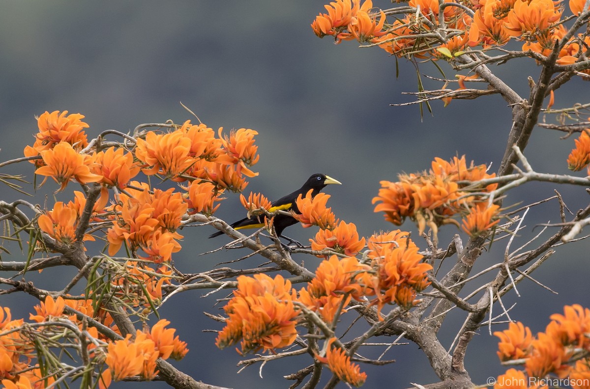 Yellow-rumped Cacique - ML615821941