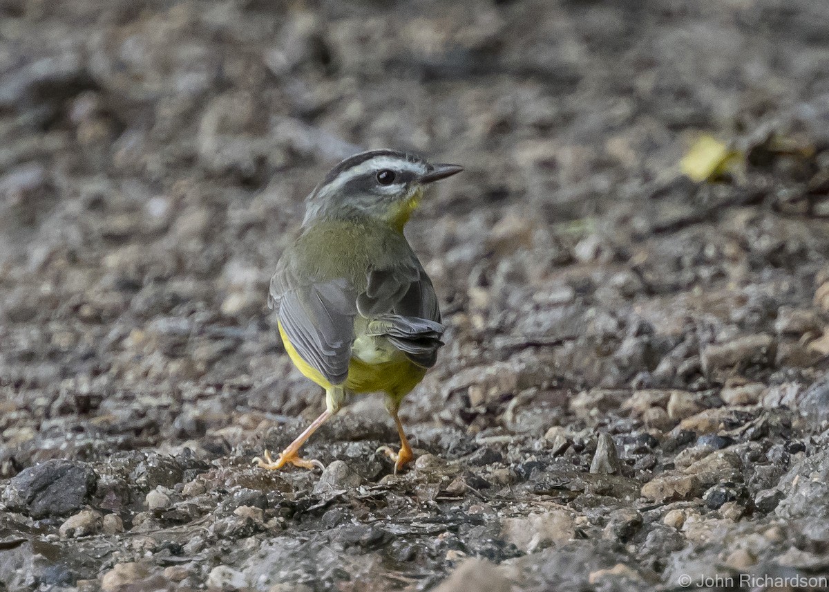 Golden-crowned Warbler - ML615821960