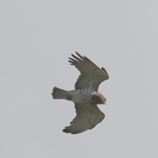 Short-toed Snake-Eagle - ML615822017