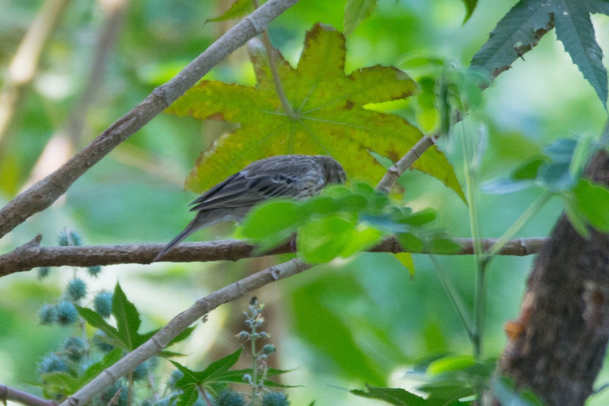 Tree Pipit - Aniketa Kabir