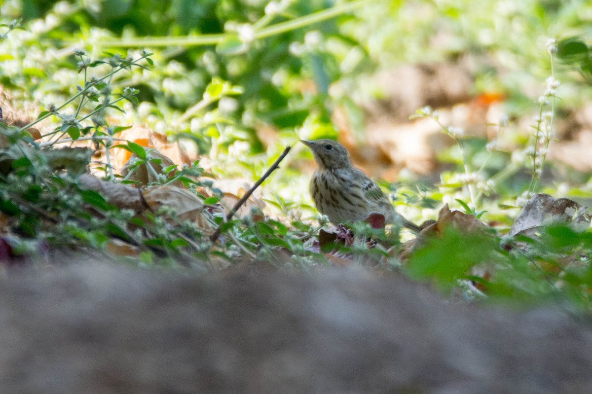Tree Pipit - Aniketa Kabir