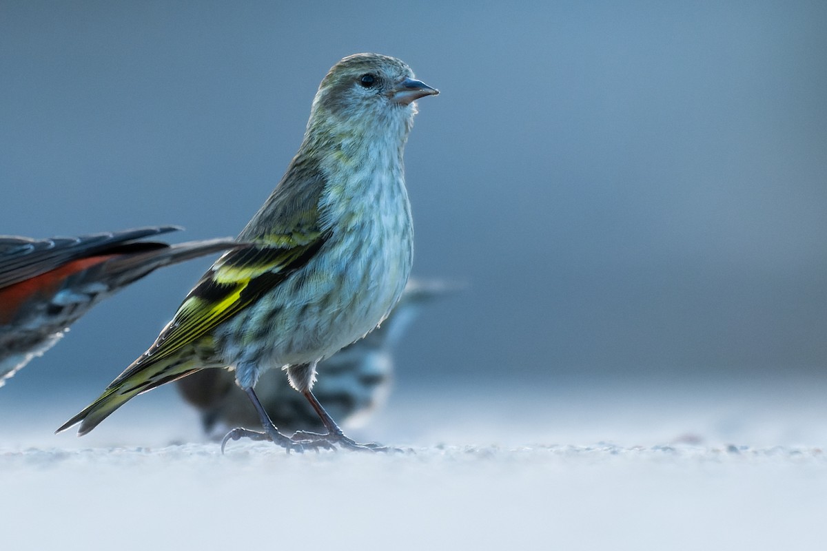 Pine Siskin (green morph) - Lory Cantin