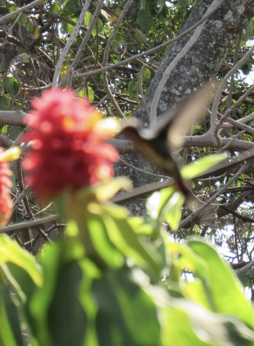 Green-breasted Mango - Edwin Calderon