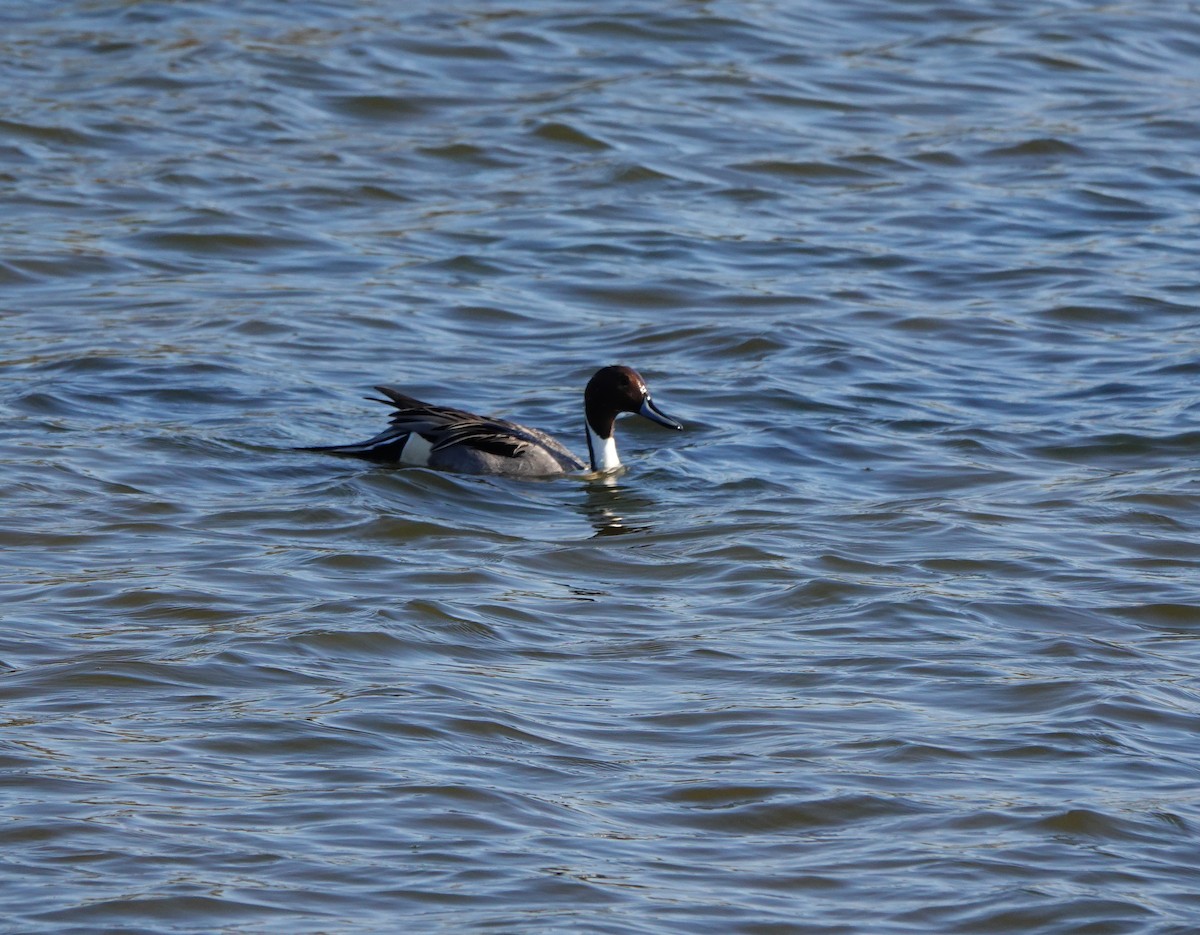 Northern Pintail - Chris Bradshaw